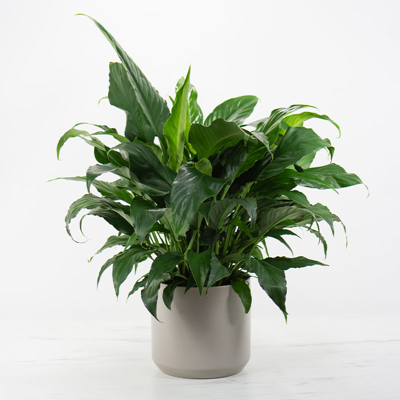 6-in-Peace-Lily